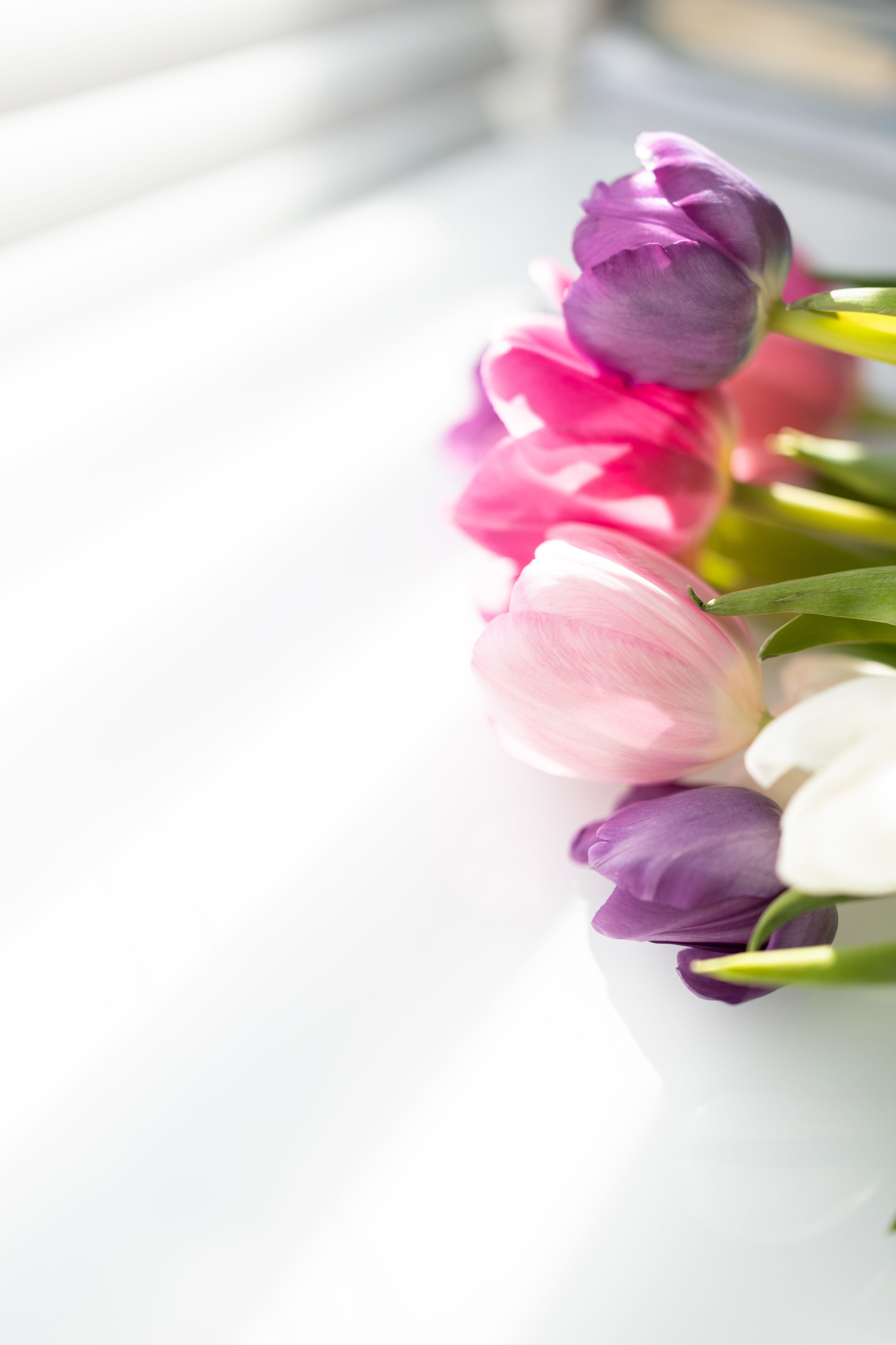 Elegant Arrangement of Pink and Purple Tulips · Free Stock Photo
