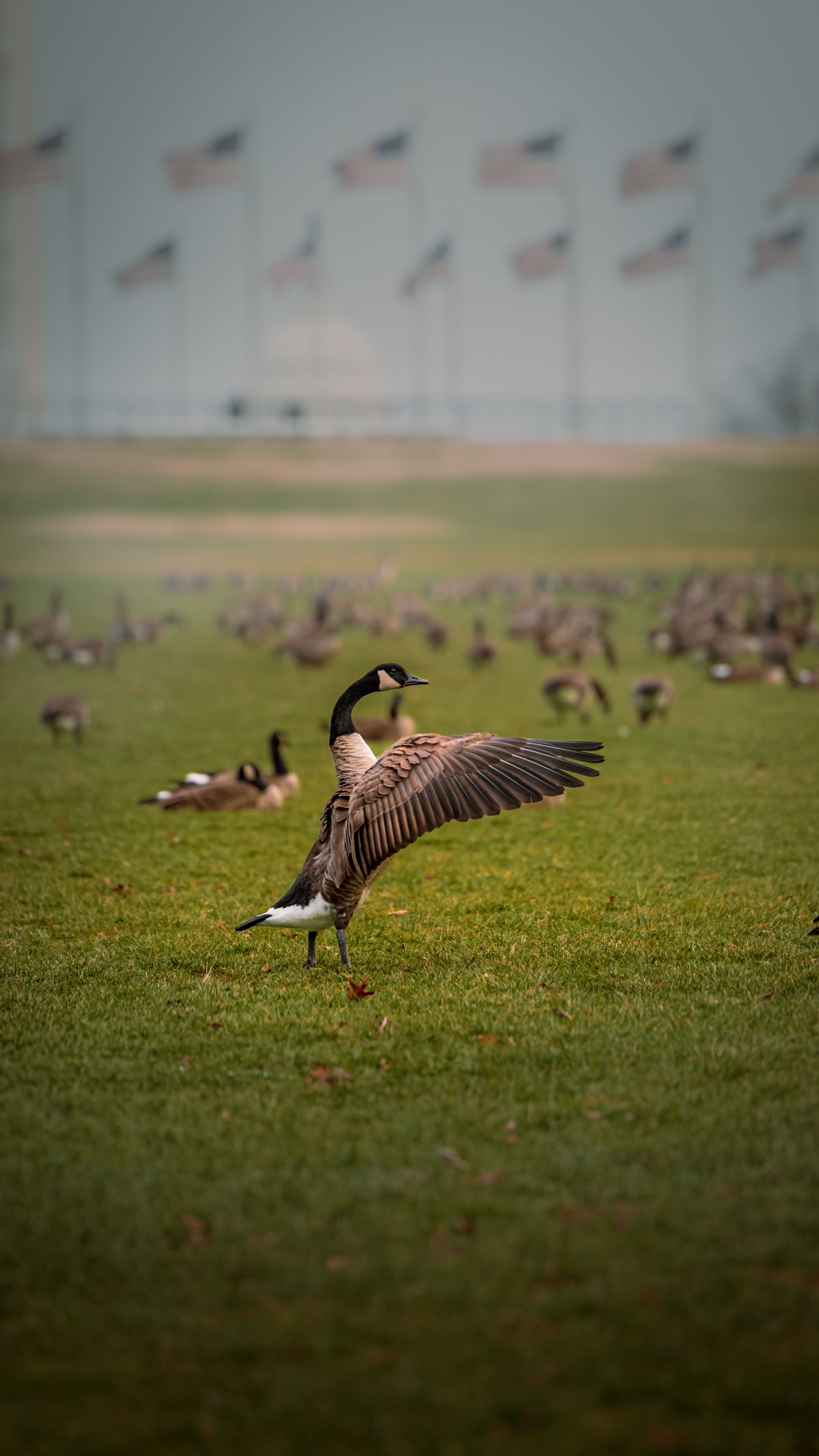 Canadian Geese in Washington DC Park · Free Stock Photo