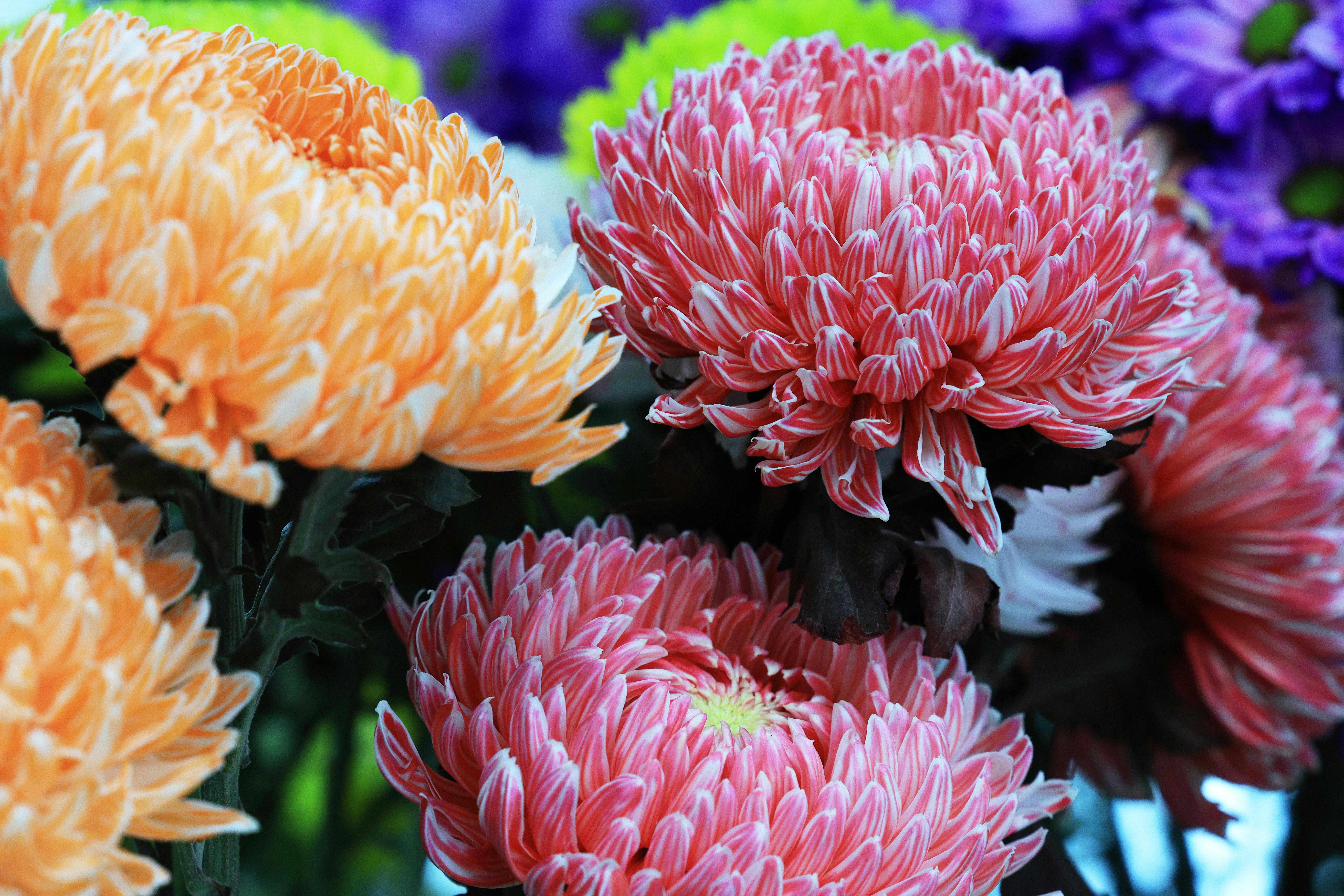 [ColoSach]-beautiful-close-up-of-colorful-chrysanthemums-in-full-bloom,-showcasing-pink,-orange,-and-purple-petals.