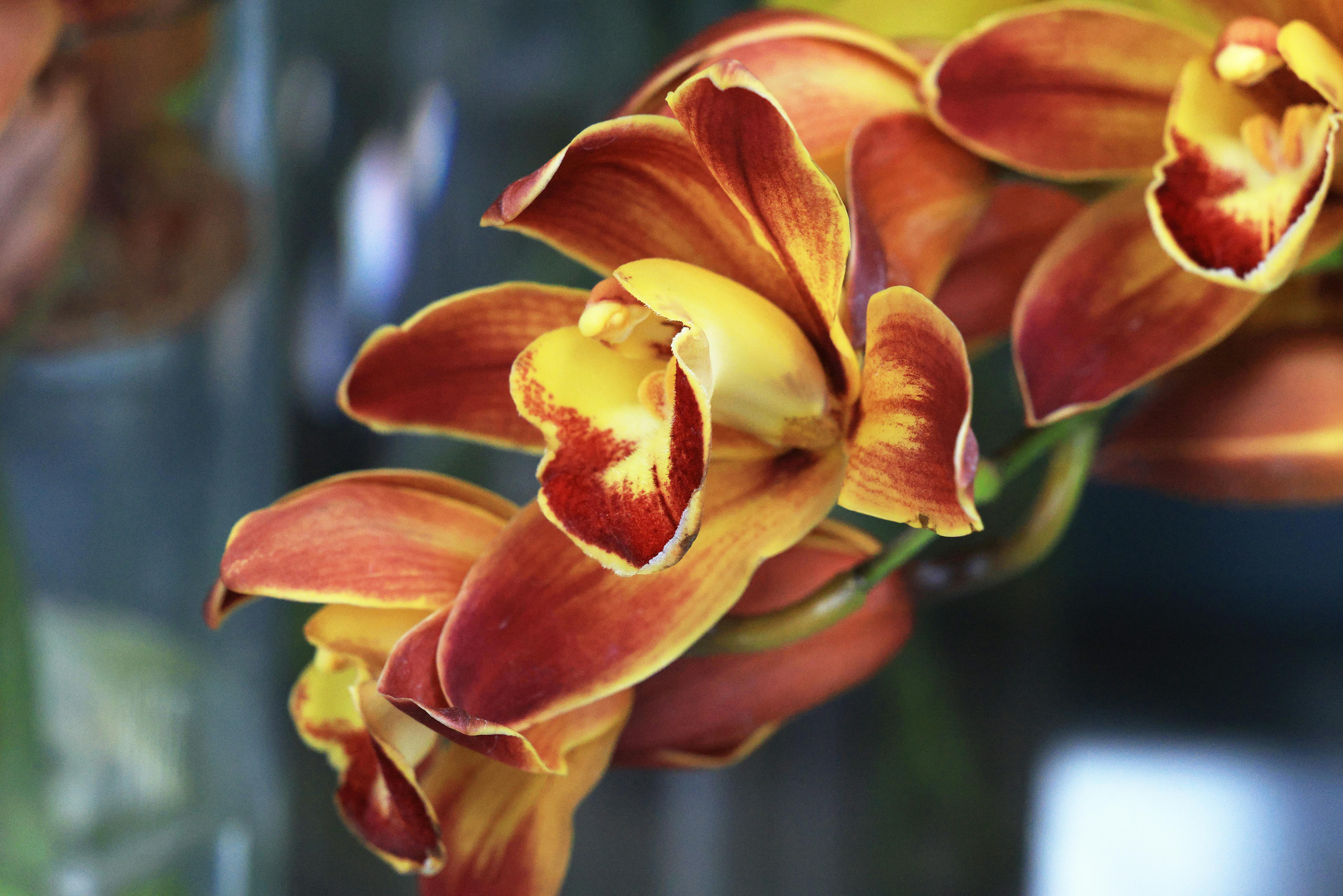 [ColoSach]-close-up-of-vibrant-red-and-yellow-cymbidium-orchids-in-full-bloom,-showcasing-intricate-details.