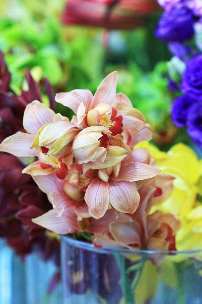 Colorful cymbidium orchids elegantly arranged, showcasing vibrant hues.
