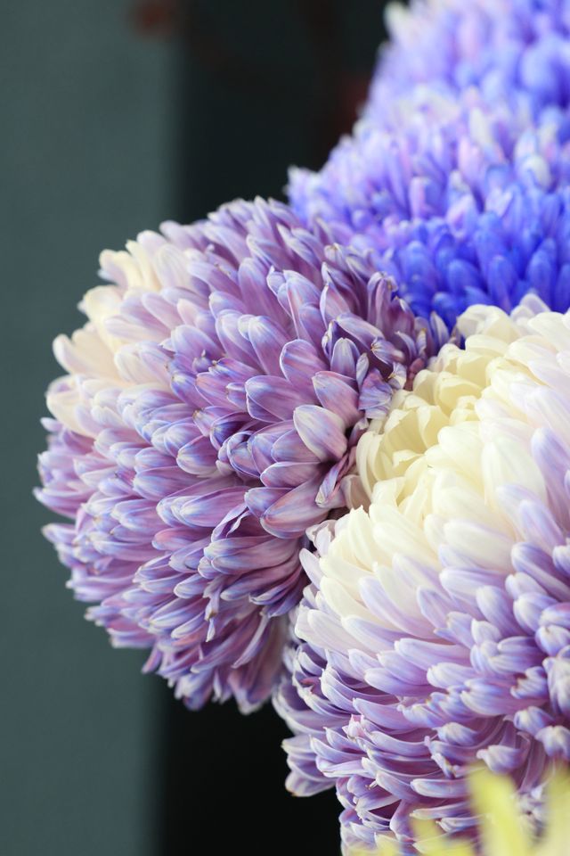 Close-up of purple and blue chrysanthemum blooms — photo by Andy Lee on Pexels