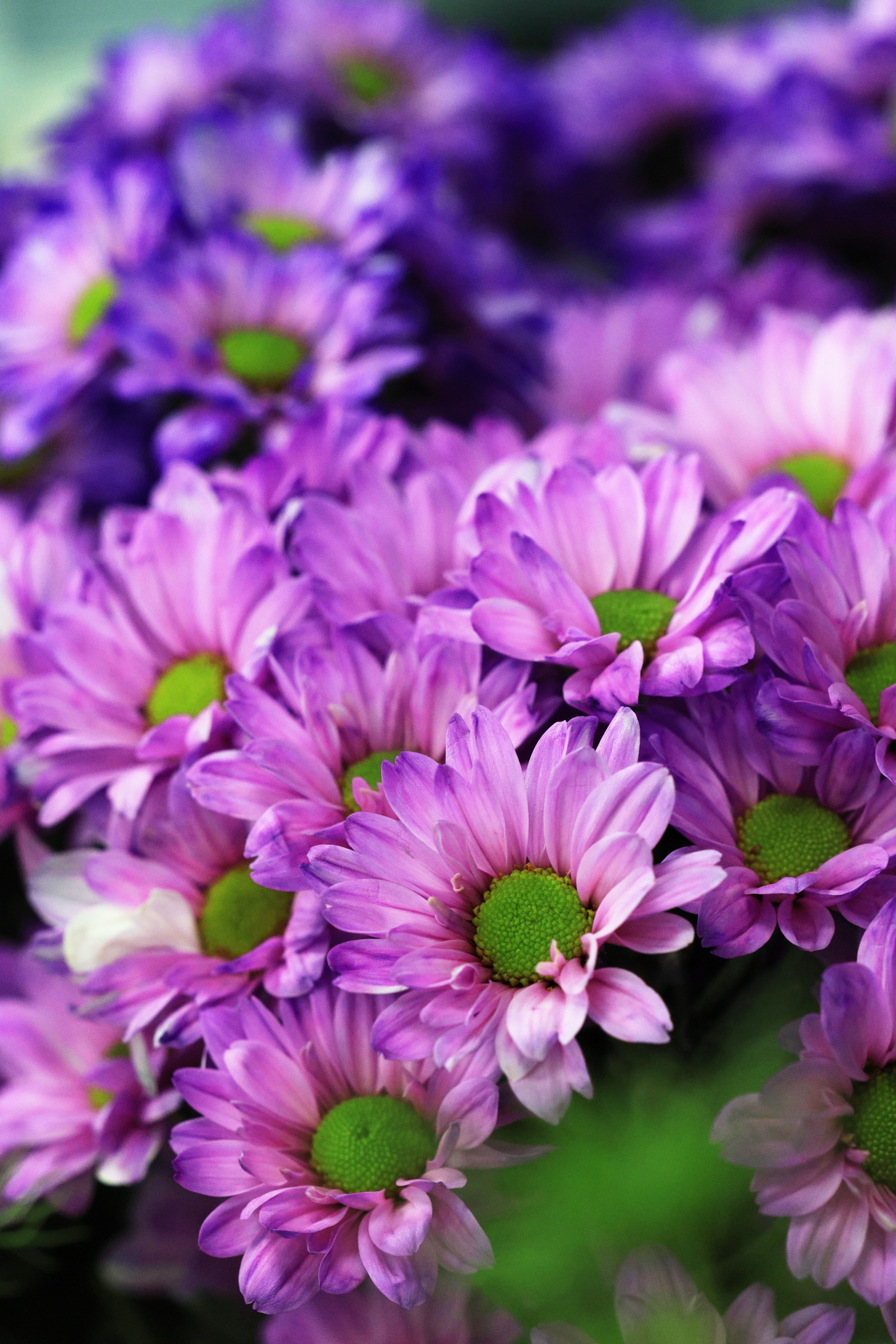 [ColoSach]-close-up-of-vibrant-purple-chrysanthemums-with-green-centers-in-full-bloom,-creating-a-vivid-and-lively-appearance.