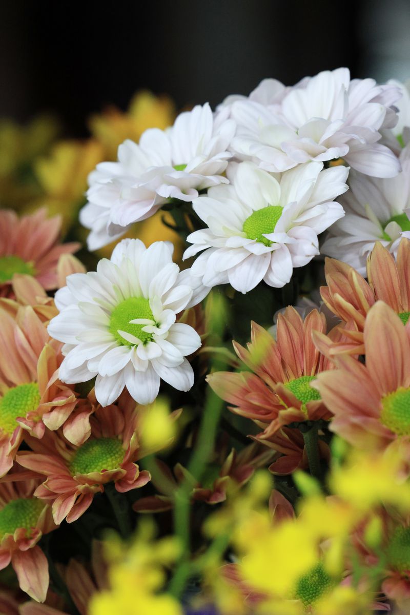 Vibrant close-up of white, yellow, and orange chrysanthemums in full bloom.