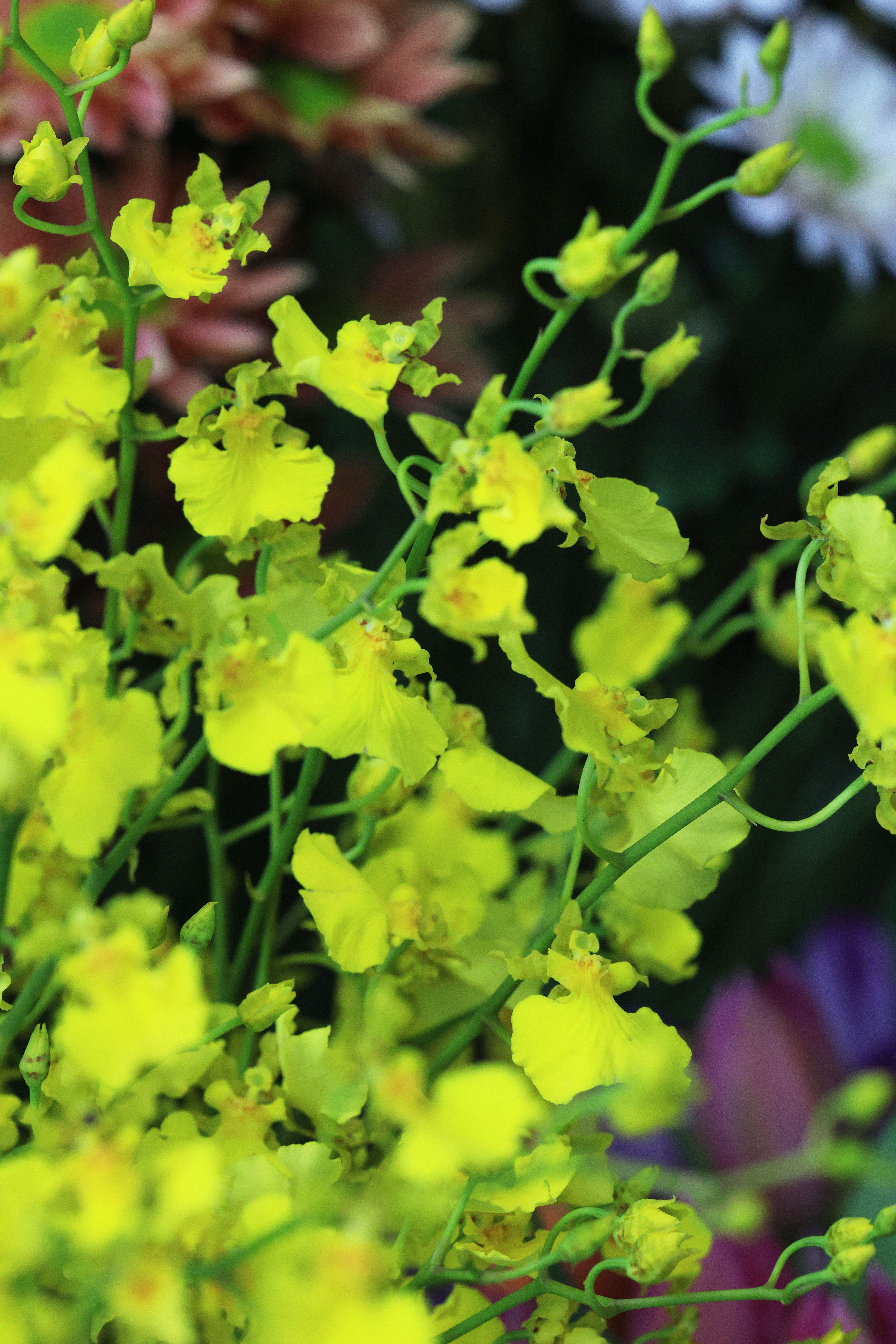 Vibrant Yellow Dancing Lady Orchids Close-Up · Free Stock Photo