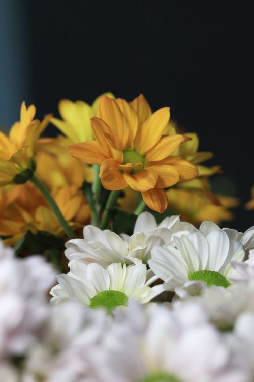 Free Close-up of vibrant yellow and white daisies in bloom, showcasing nature's beauty. Stock Photo