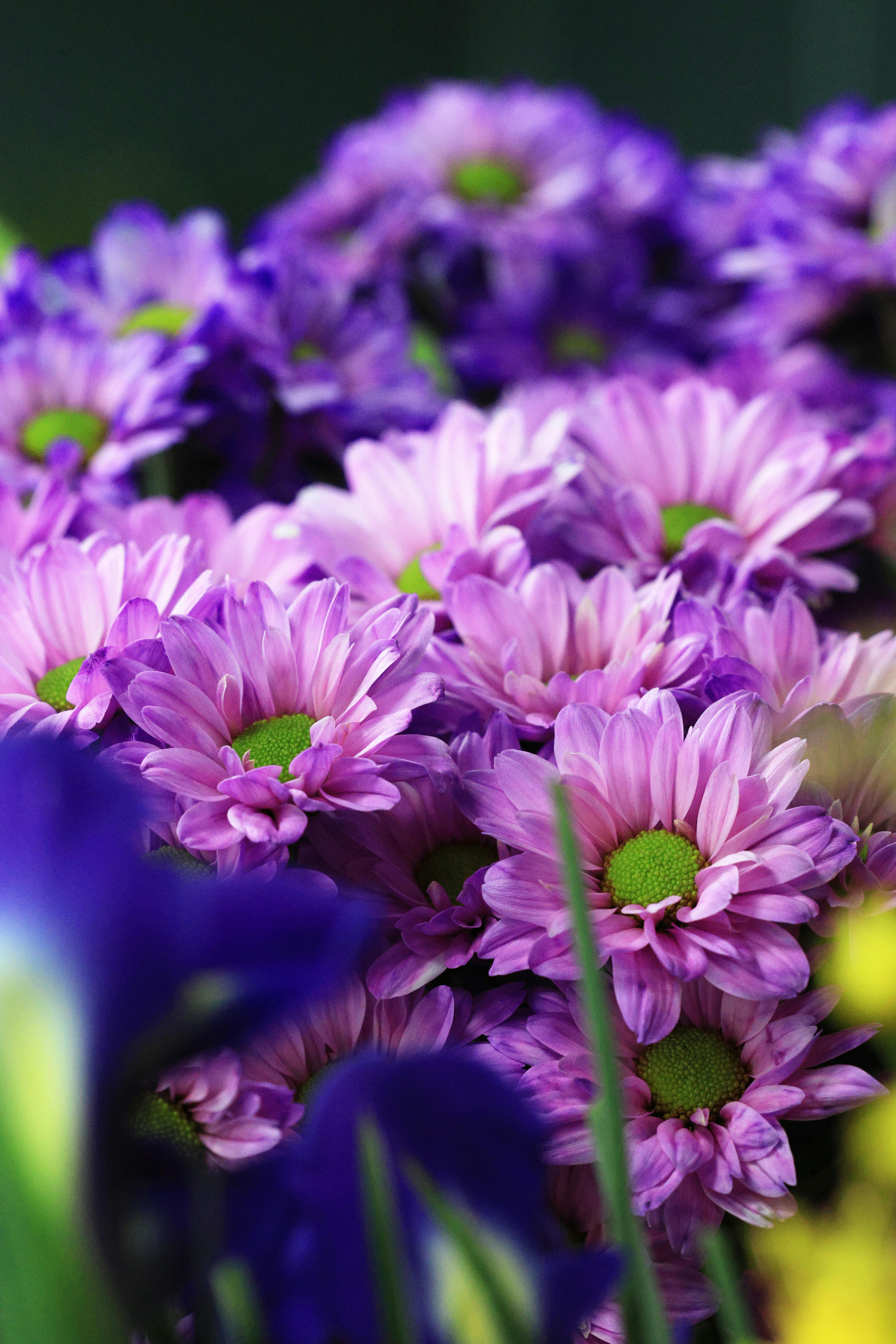 [ColoSach]-beautiful-close-up-of-purple-chrysanthemums-in-full-bloom,-showcasing-vivid-colors-and-natural-beauty.