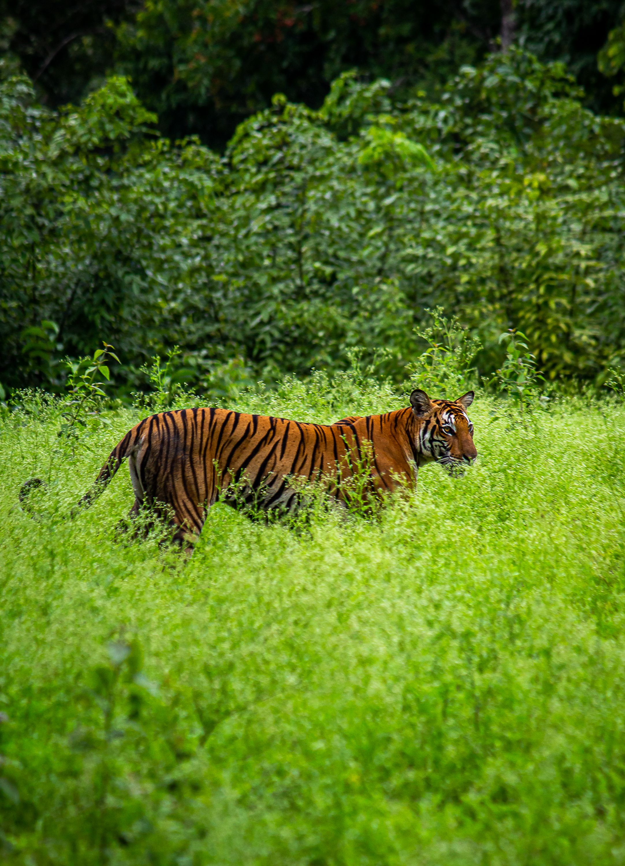 Majestic Bengal Tiger in Lush Greenery · Free Stock Photo