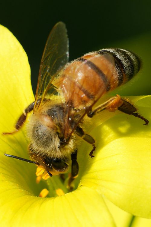 Free Detailed view of a honey bee collecting pollen from a vibrant yellow flower. Stock Photo