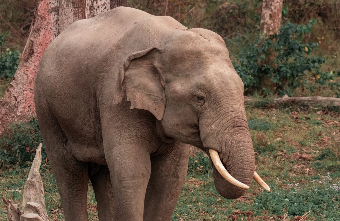 Free Photo of Grey Elephant Stock Photo