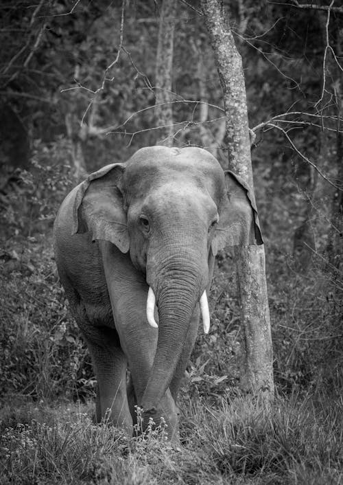 Monochrome Photo of Elephant