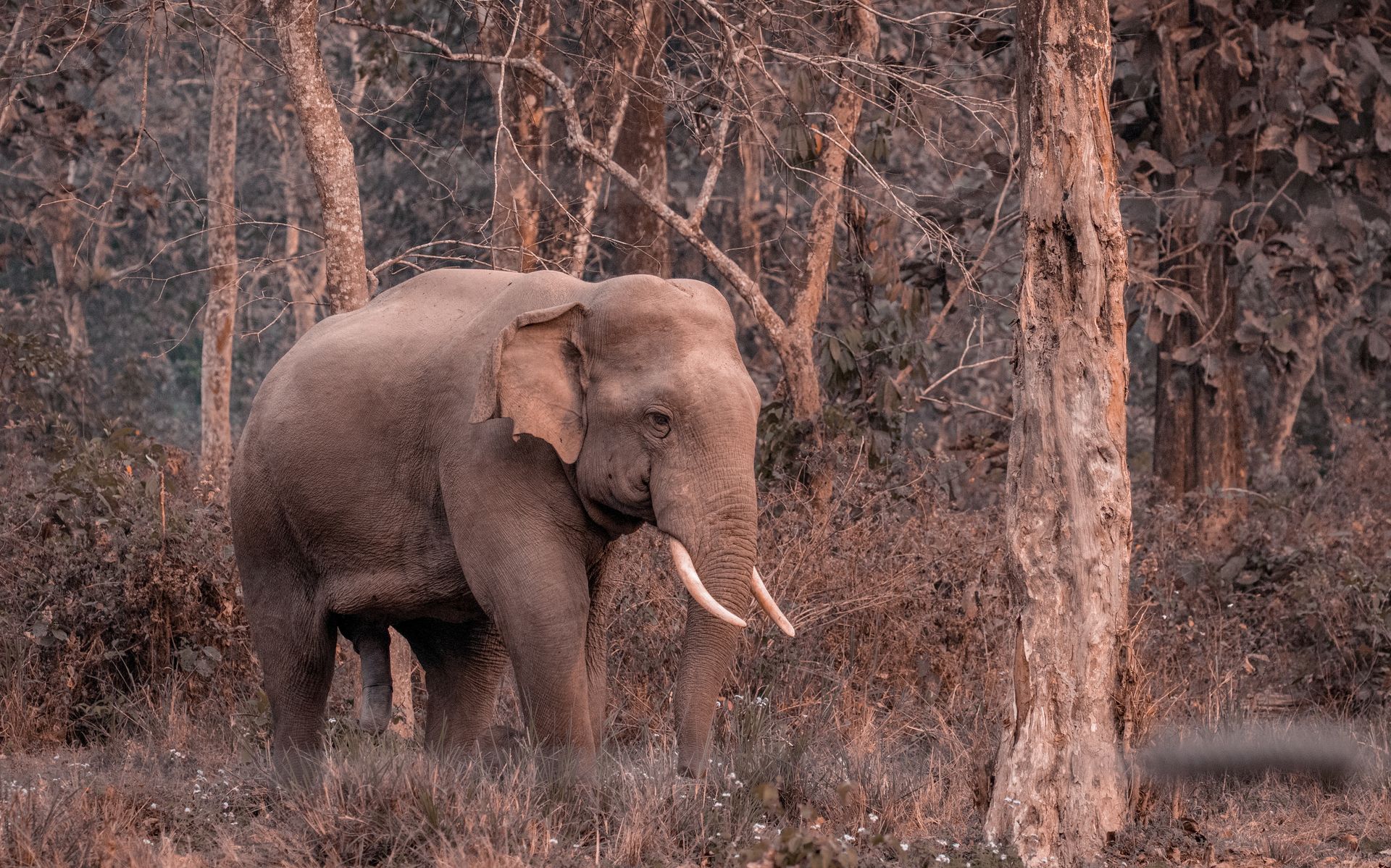 An Asian elephant wandering through a dense forest displaying natural wildlife behavior.