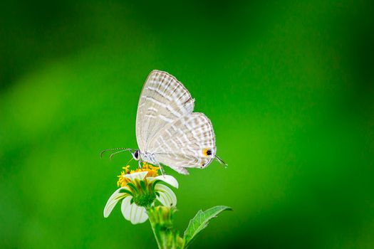 A delicate butterfly perched on a flower against a lush green backdrop, capturing the essence of nature.