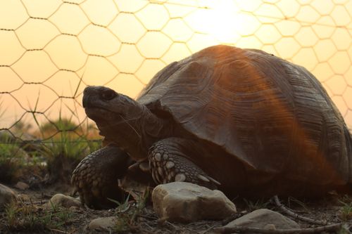 Free stock photo of tortoise Stock Photo