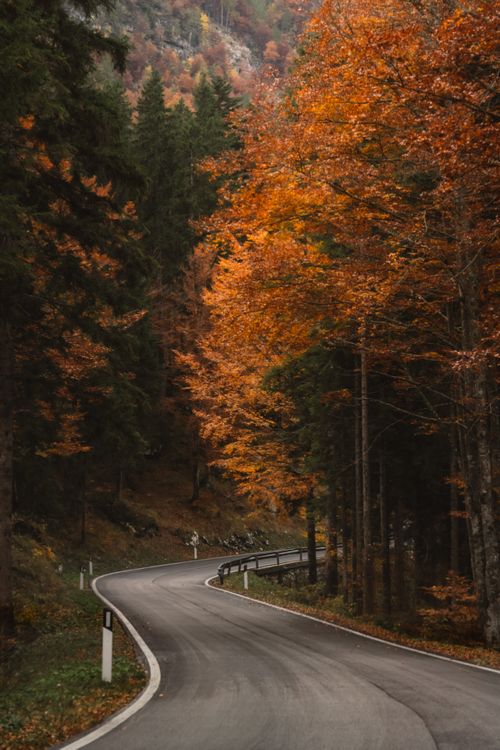 Free Peaceful winding road surrounded by vibrant autumn foliage in Tarvisio, Italy. Stock Photo