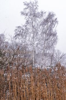 A serene winter scene featuring bare birch trees in a misty landscape.
