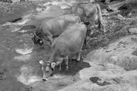 Three cows drink from a scenic river in the picturesque Swiss countryside.