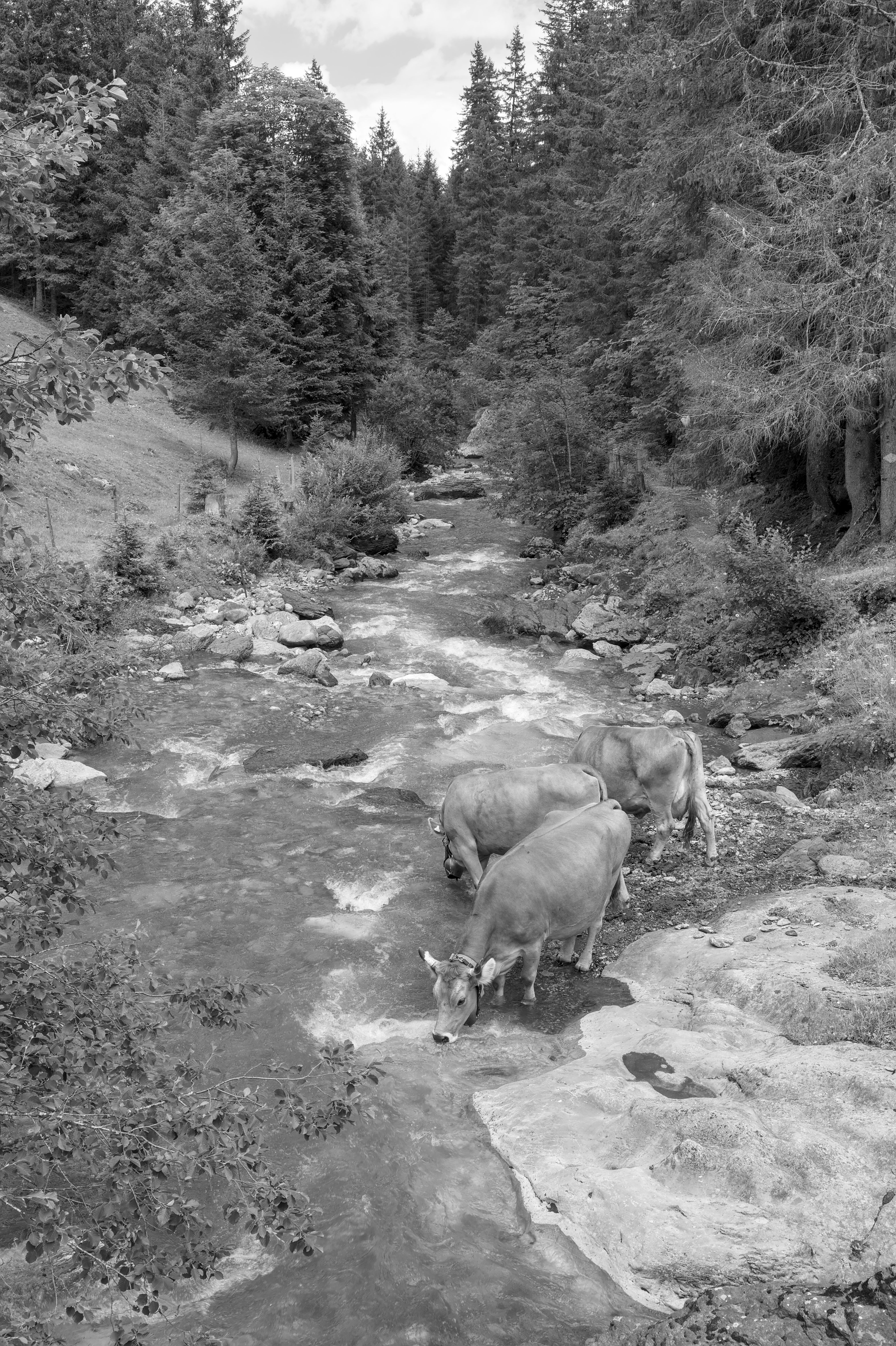 Cows in Swiss Alpine Stream Black and White · Free Stock Photo