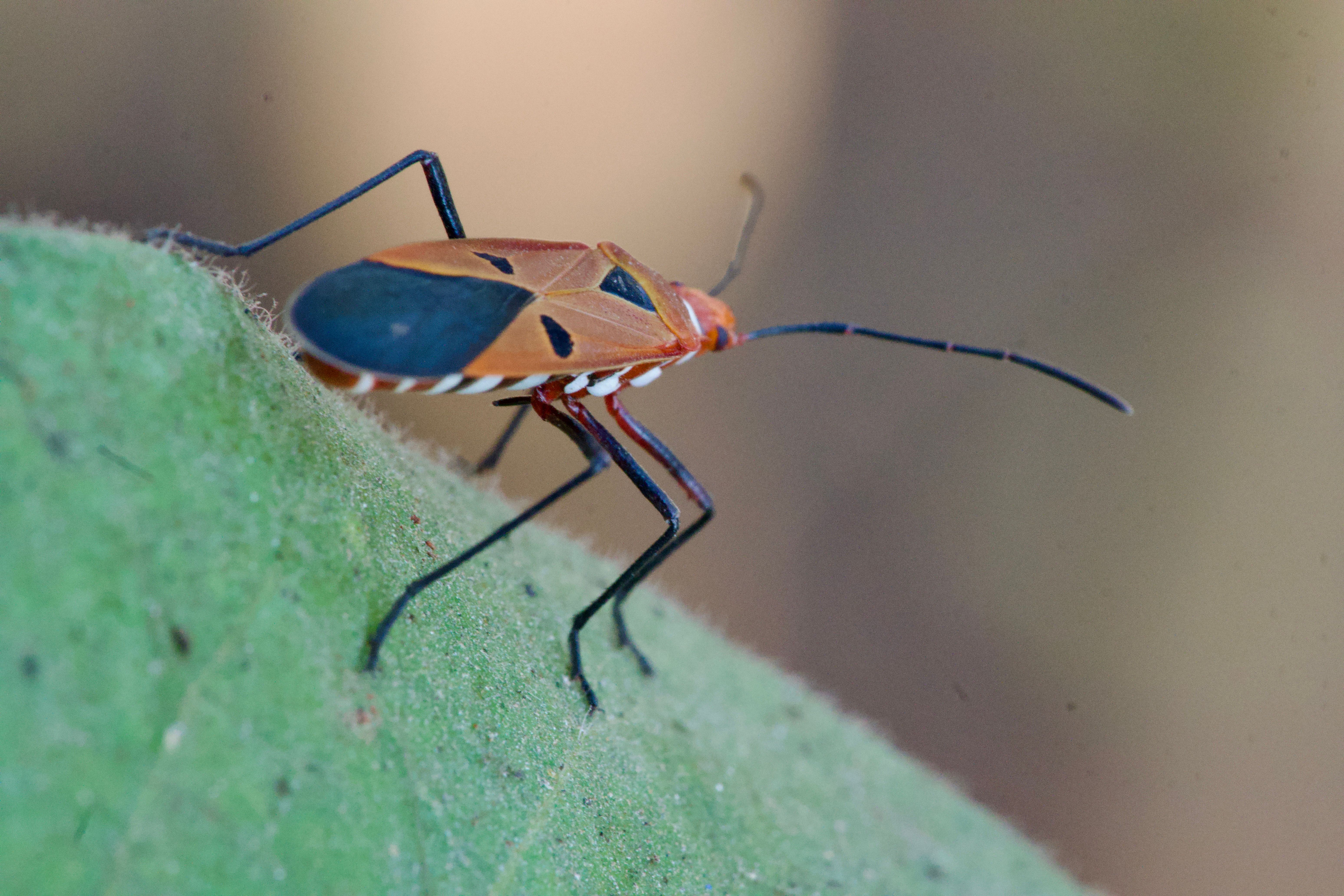 Close-up of Colorful Insect on Green Leaf · Free Stock Photo