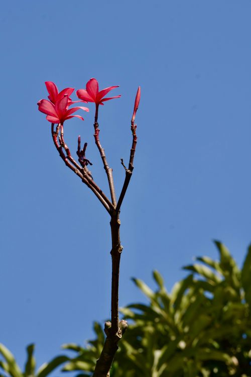 Free Stark red plumeria flowers bloom vividly on a bare branch with a clear blue sky backdrop. Stock Photo