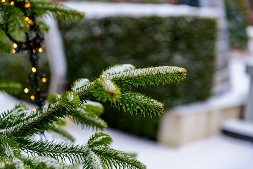 Free Close-up of a snow-covered pine branch wrapped in warm Christmas lights outdoors. Stock Photo