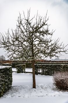 A serene snowy landscape featuring a bare tree and hedges in a winter setting.