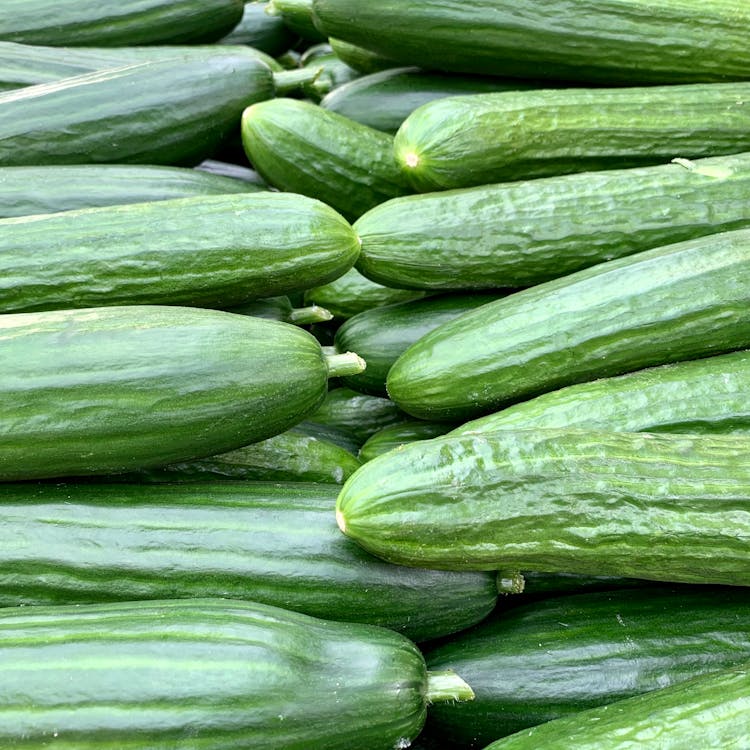 Free Pile of Cucumbers Stock Photo