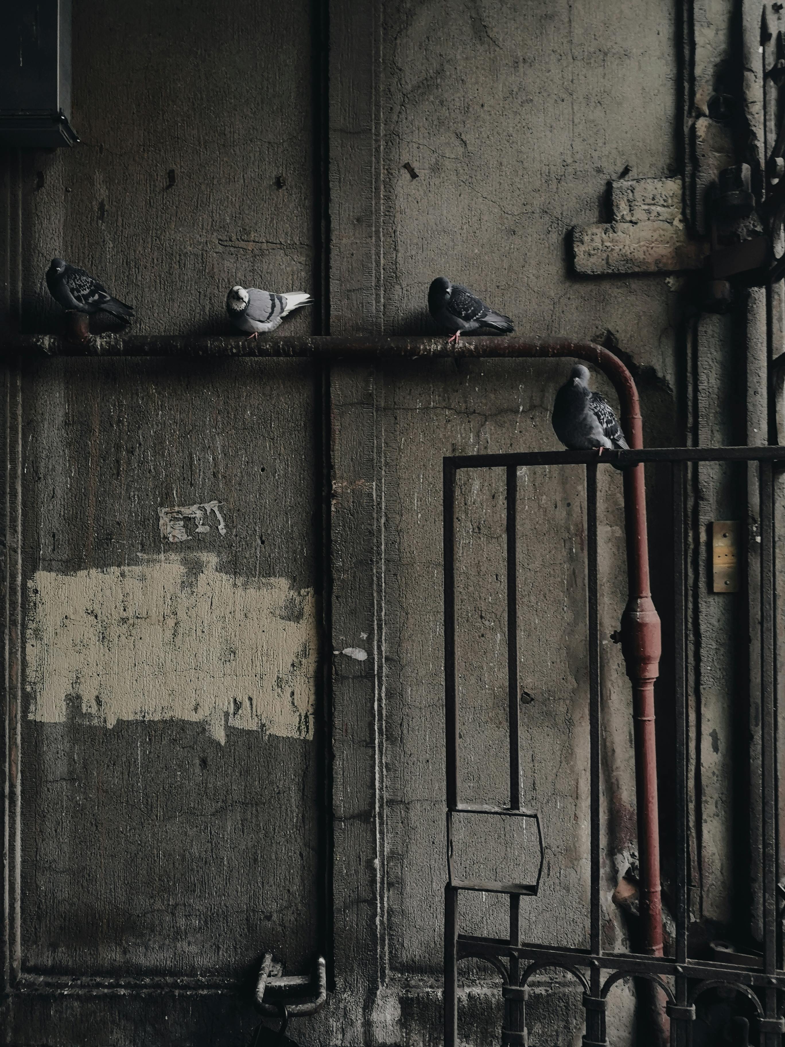 shallow focus photo of metal pipes on the wall