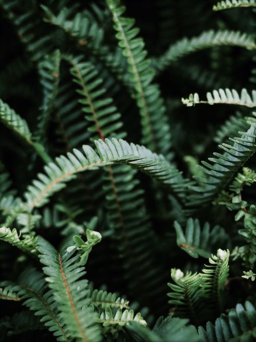 Free Macro shot of vibrant green fern leaves, capturing their detailed textures in a forest setting. Stock Photo