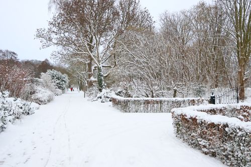 Free Peaceful winter scene with snow-covered trees and path in a quiet park. Stock Photo