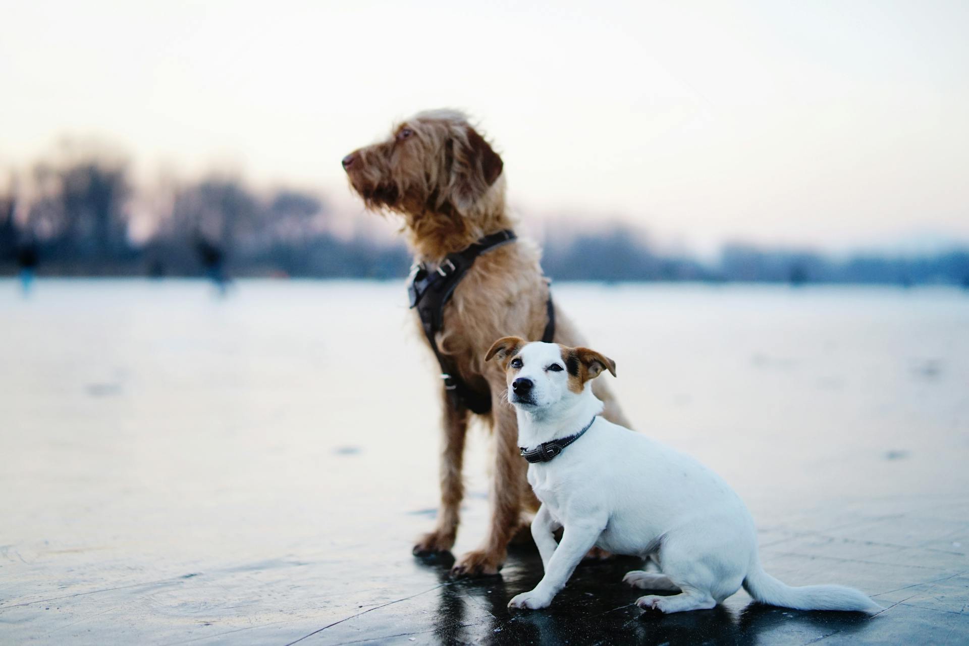 Brown and White Dogs Sitting on Field