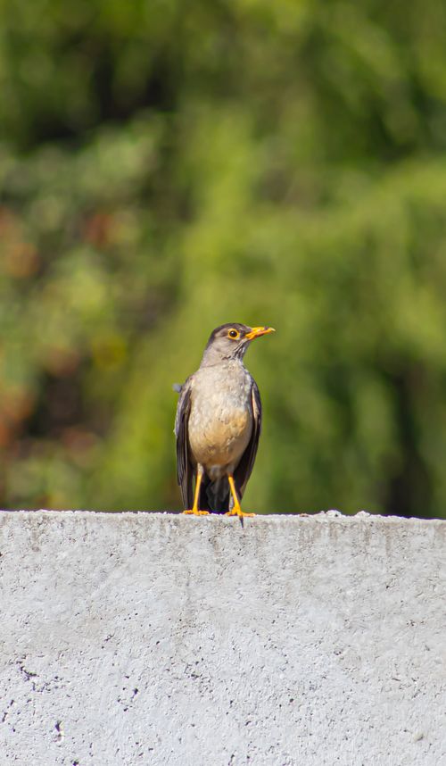 Free A bird perched on a concrete wall against a blurred green background. Stock Photo