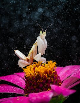 Close-up of a white orchid mantis on a vibrant pink flower in a garden setting.