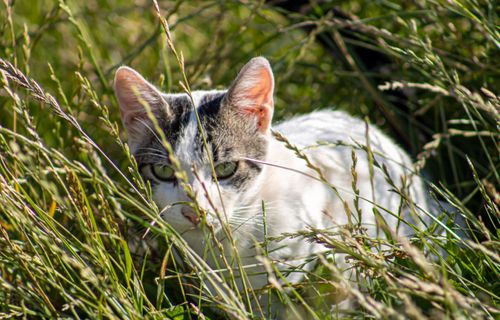 Free A curious cat peeks through tall grass in a sunny outdoor setting. Stock Photo