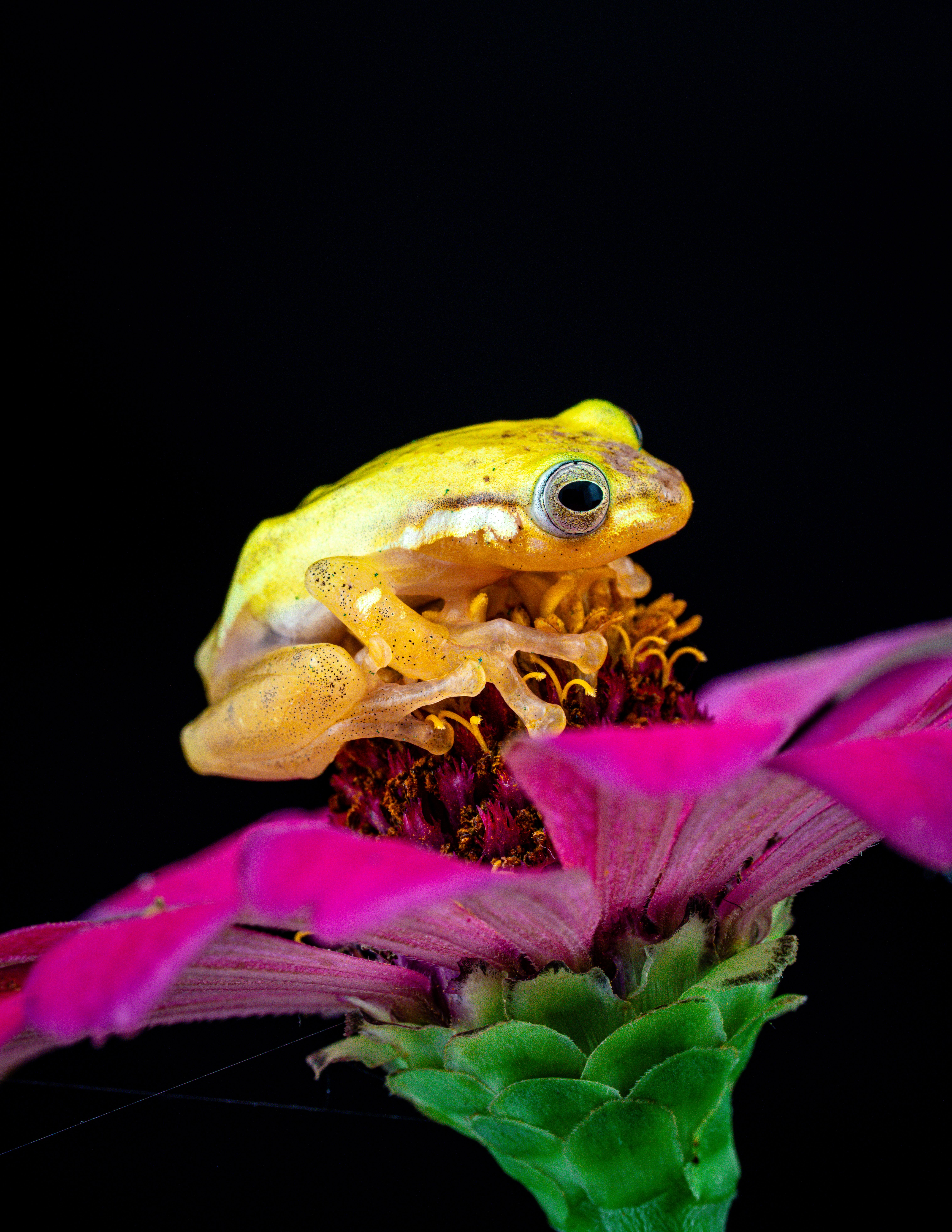 Vibrant Yellow Frog Sitting on Pink Flower · Free Stock Photo