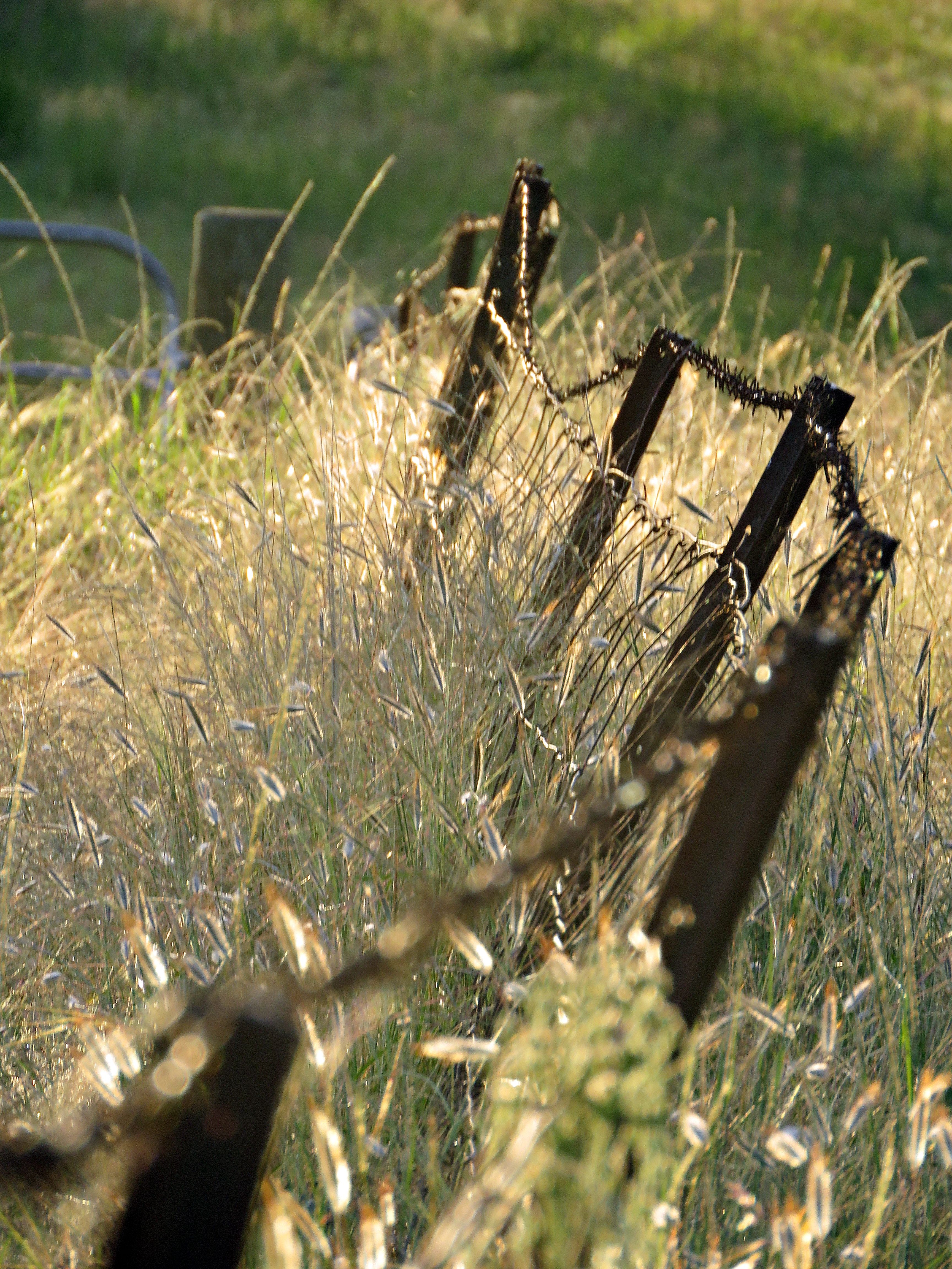 Fence in Australian bushland at sunset