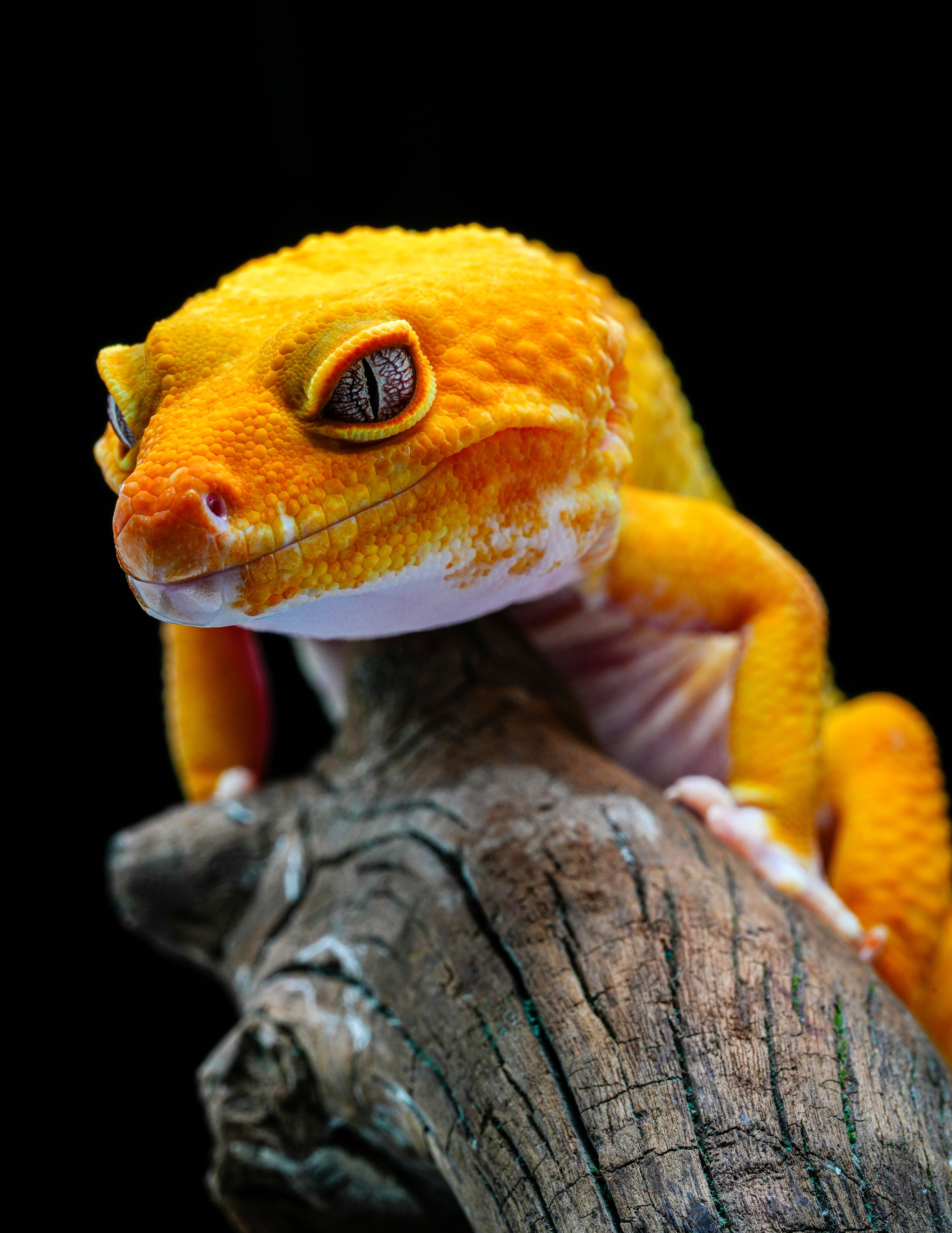 Macro Portrait of a Vibrant Orange Gecko · Free Stock Photo