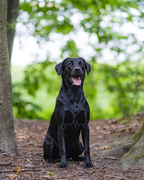 Dog in Forest