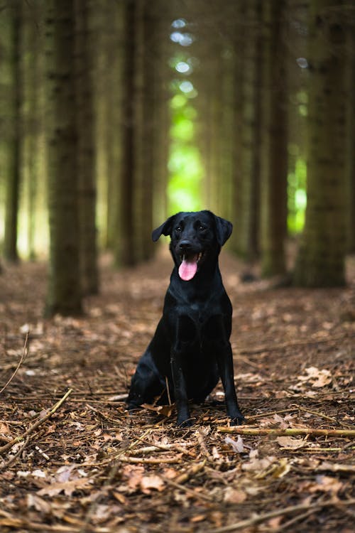 Zwarte Hond Onder Bomen