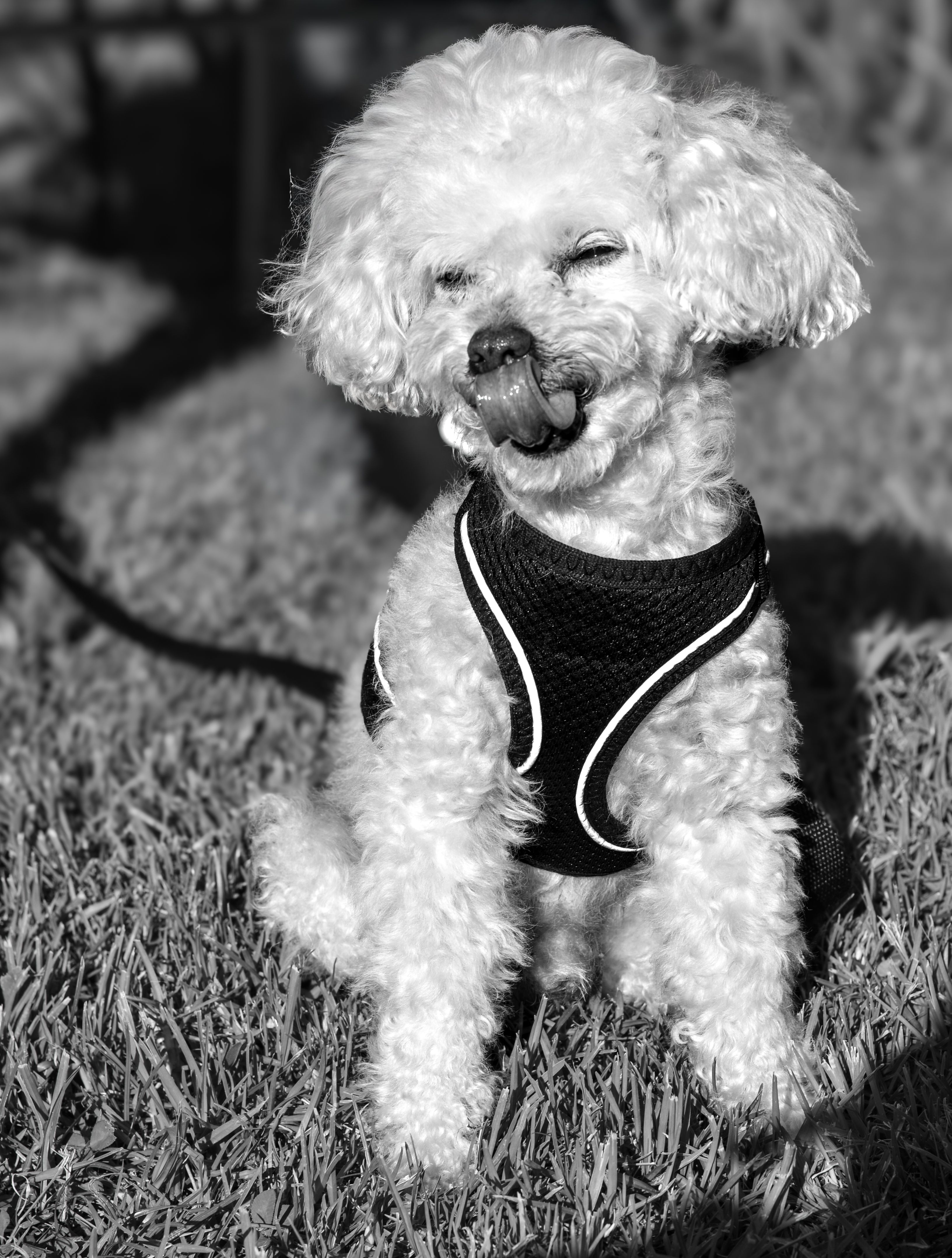 Happy Poodle Sitting on Grass in Sunlight · Free Stock Photo
