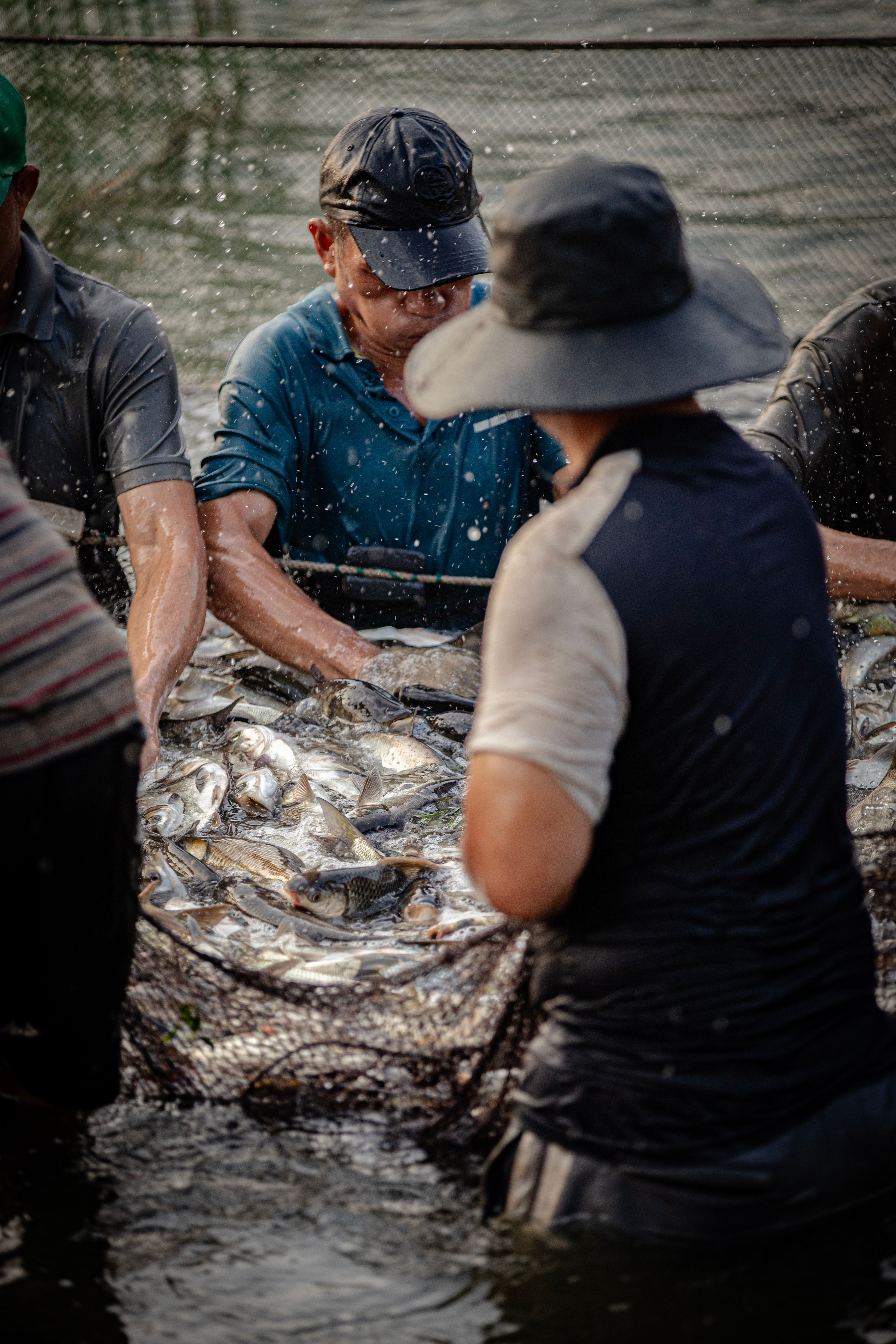 Men Collecting Fish from a Net in a River · Free Stock Photo
