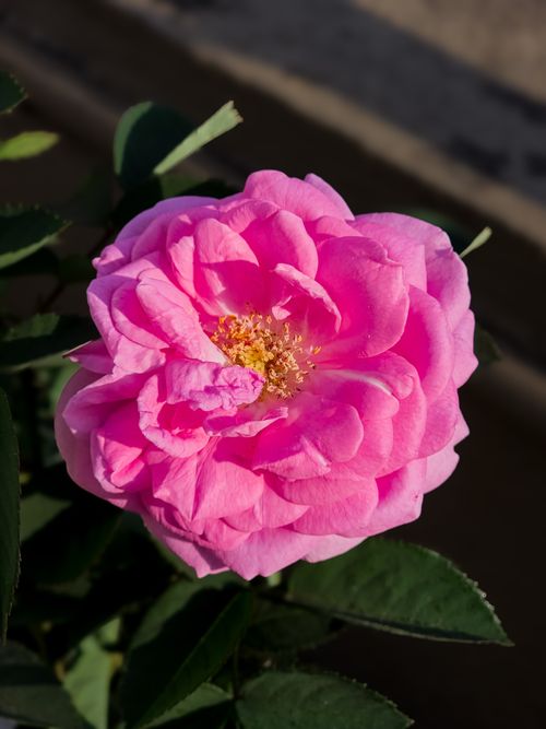 Free A close-up of a vibrant pink rose blooming in a sunlit garden, showcasing its intricate petals. Stock Photo