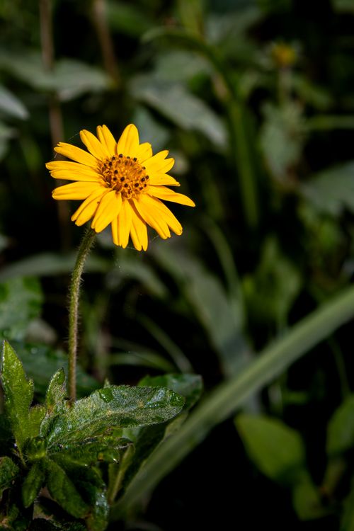 Free Close-up of a bright yellow daisy blooming among green foliage. Stock Photo