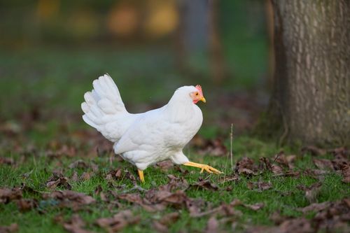 Free A white chicken foraging on a rural farm surrounded by fallen leaves. Stock Photo