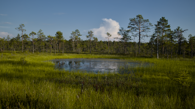 A serene wetland scene with lush grass and a calm pond reflecting the clear sky.