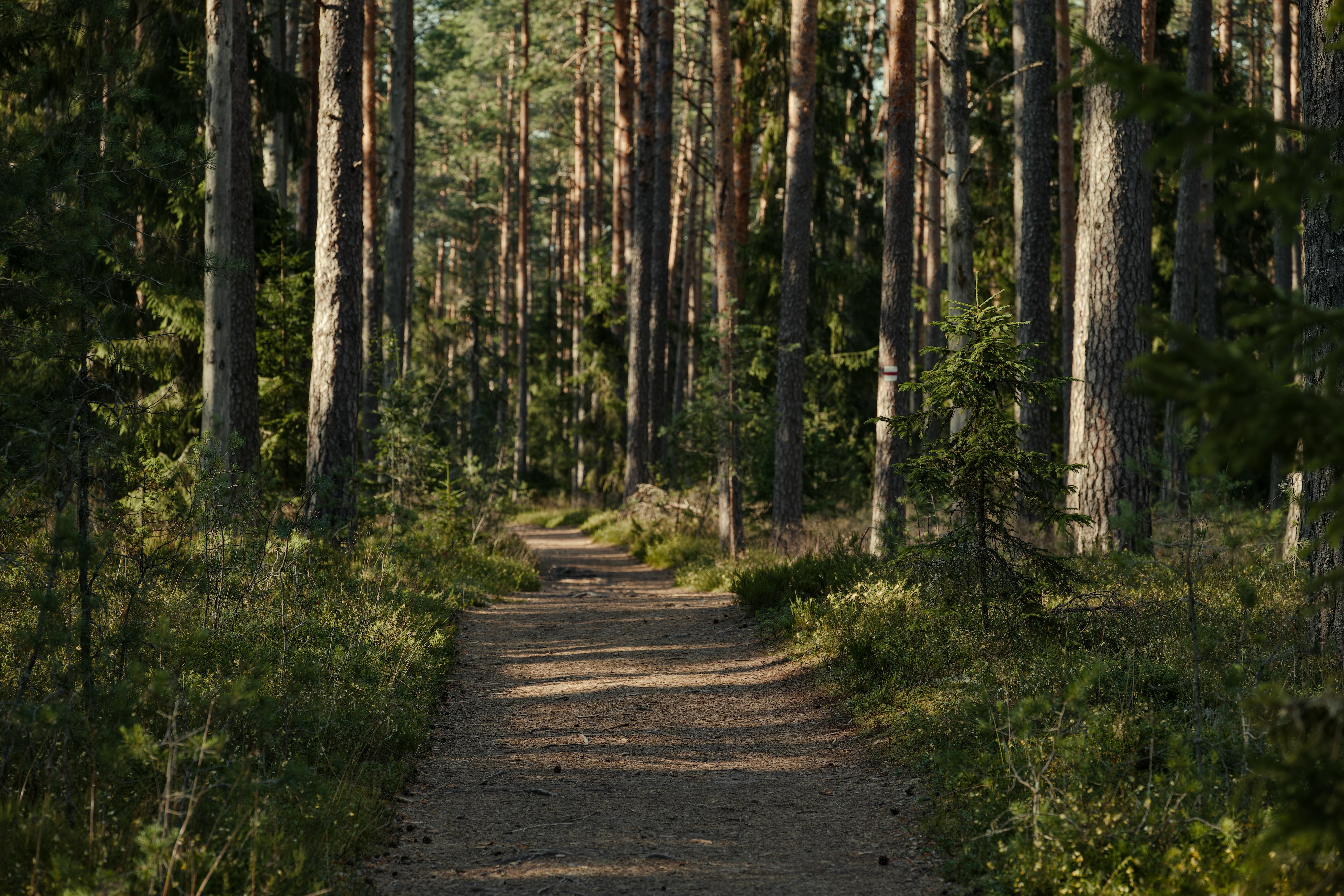 Healthspan White Paper: The Data-Driven Path to Longevity — Photo by Lauri Poldre on Pexels