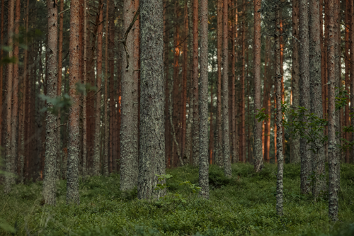 Free Explore the tranquil beauty of a dense pine forest bathed in warm sunset light. Stock Photo