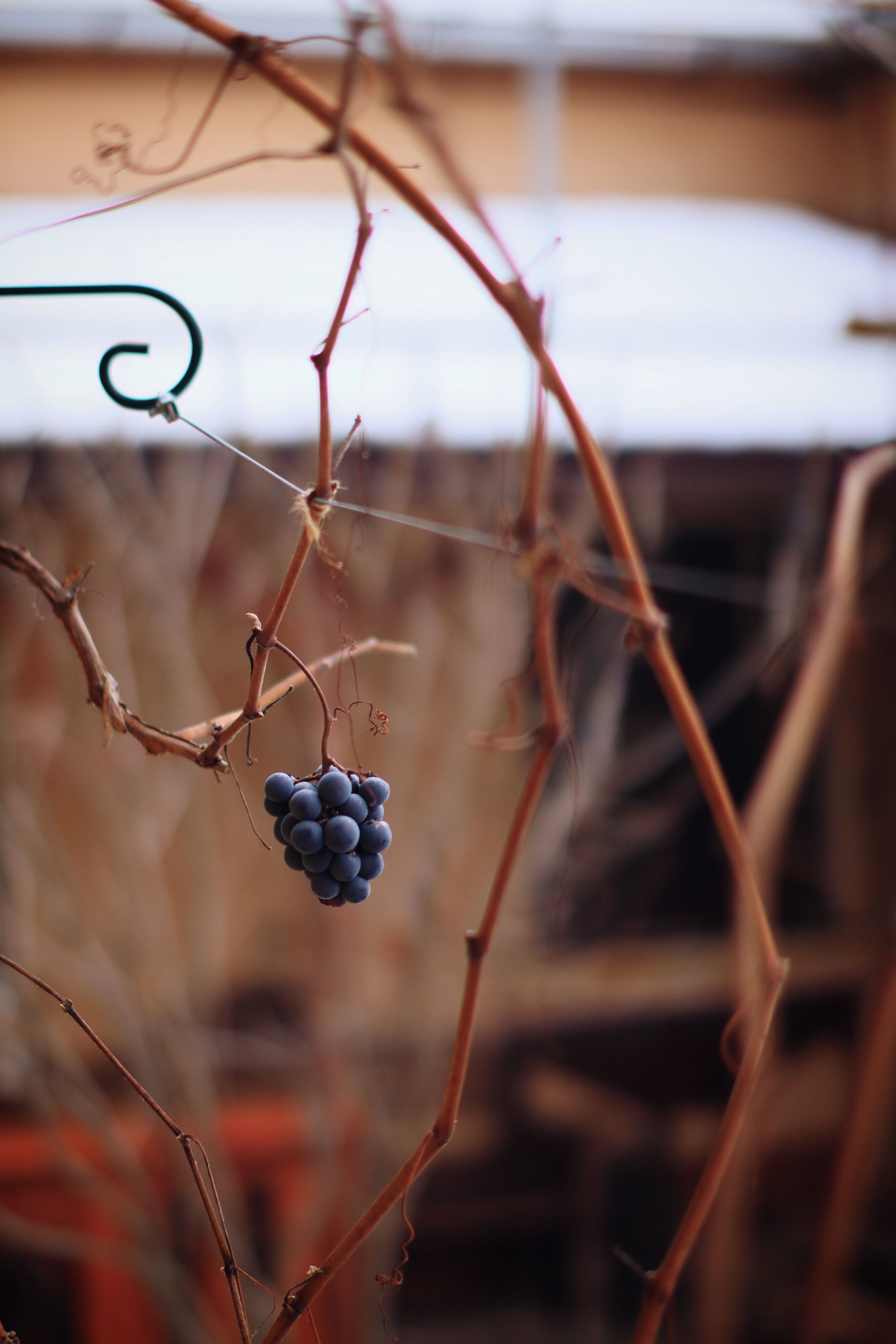 Close-up of a blue grape cluster hanging from bare vines, showcasing autumn transition.