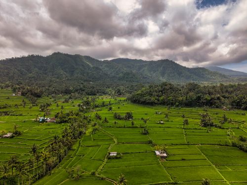 Free Explore lush green rice terraces in Bali with majestic mountains in the background. Stock Photo