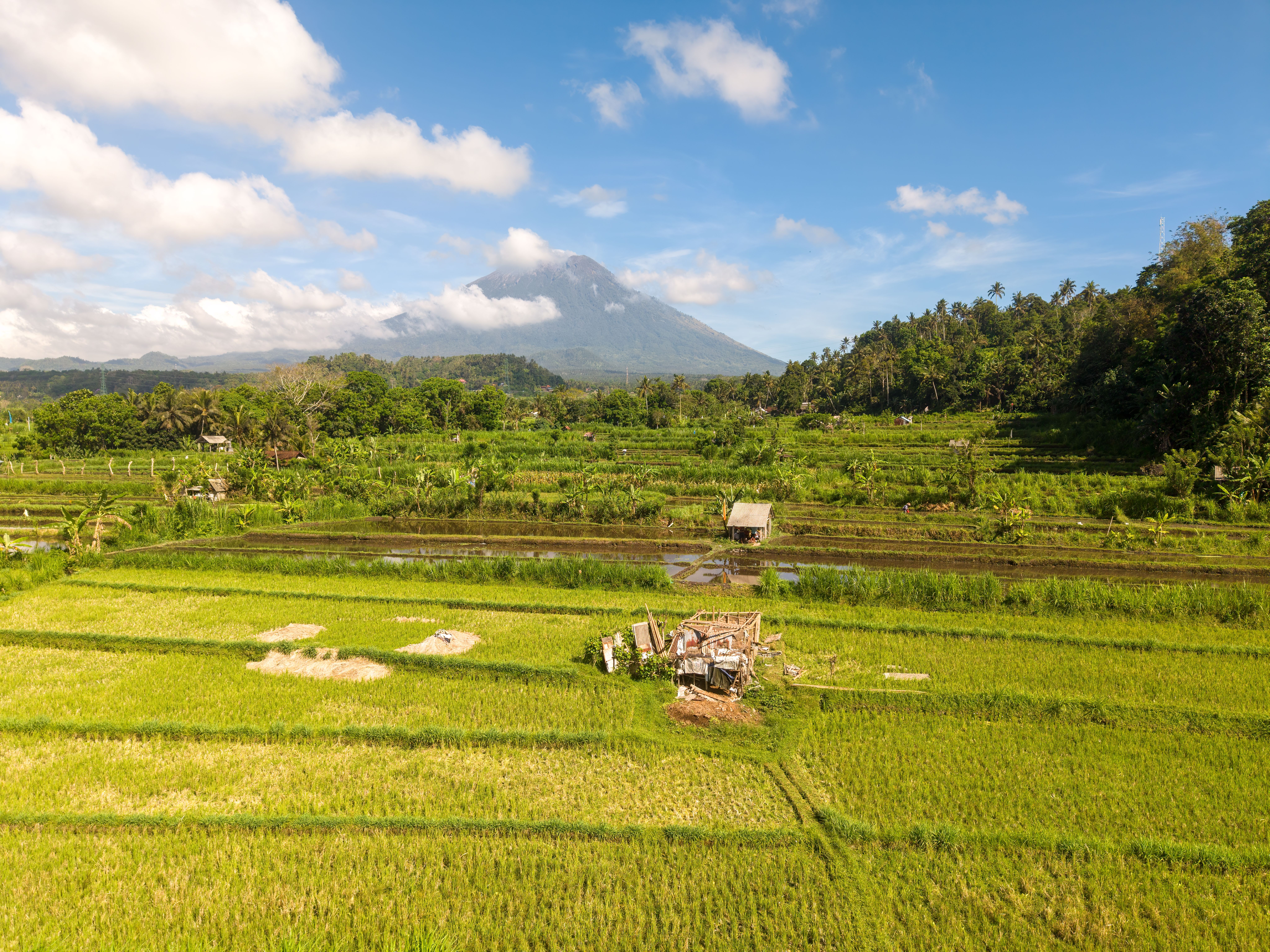 Stunning Bali Rice Fields with Mount Agung View · Free Stock Photo